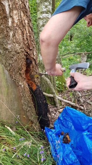 Zdraví z přírody: Sibiřská Chaga jako nejsilnější antioxidant