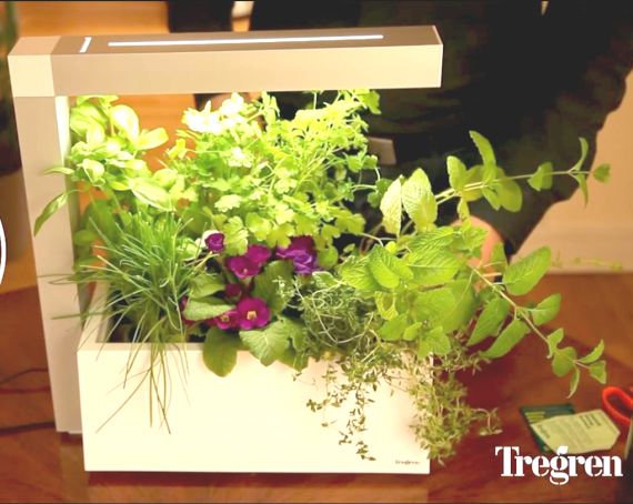 Pěstujeme bylinky a zeleninu v minizahrádce Tregren – video